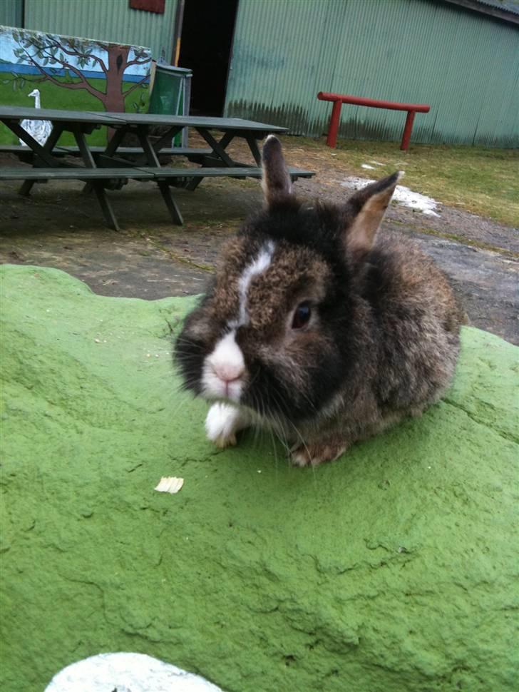 Kanin pjuske billede 8