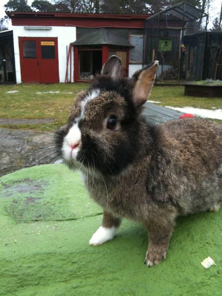 Kanin pjuske billede 9