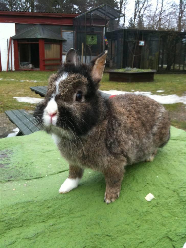 Kanin pjuske billede 10