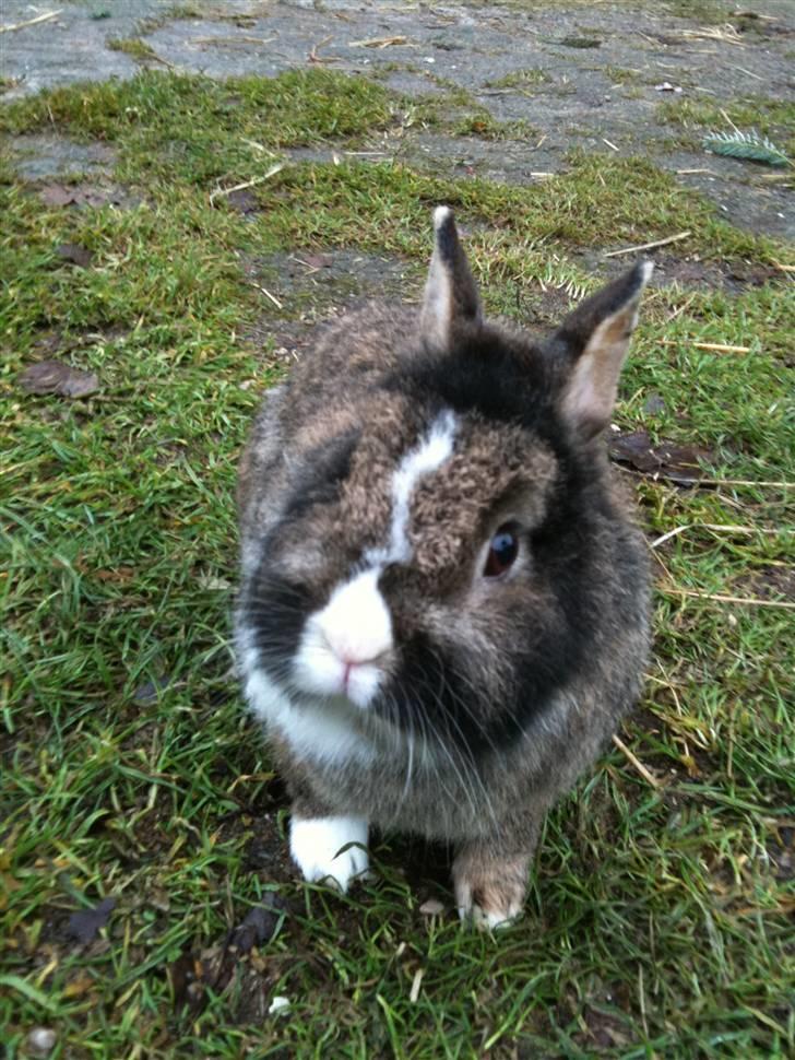 Kanin pjuske billede 11