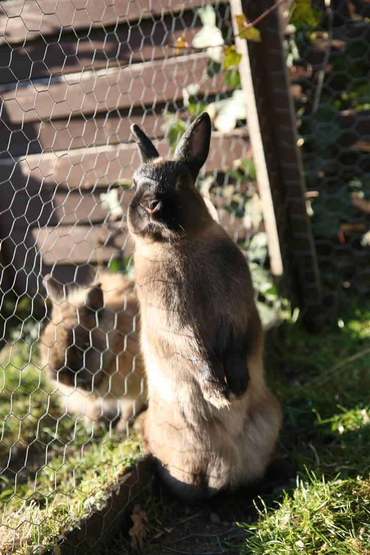 Kanin Engegårds Baby billede 6