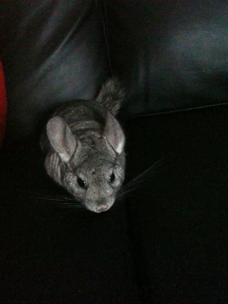 Chinchilla Chili billede 1
