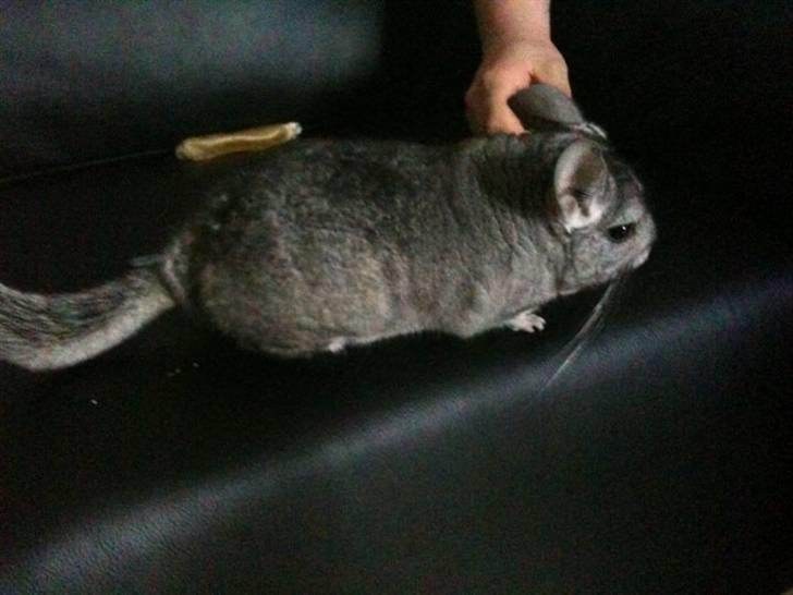 Chinchilla Chili billede 2