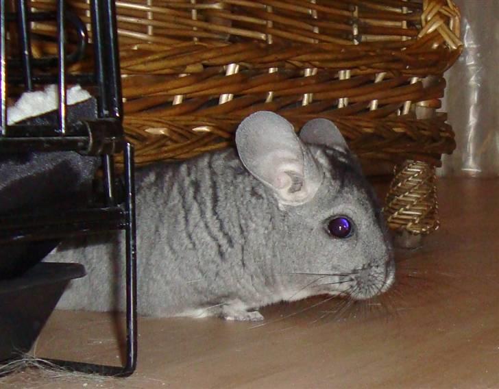 Chinchilla Chili billede 3