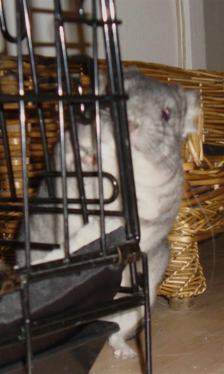 Chinchilla Chili billede 5