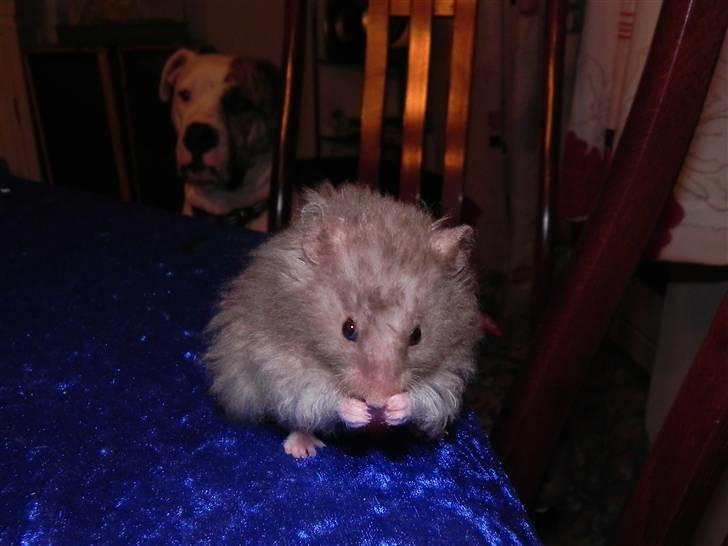 Hamster Malthes Numa Pompilius billede 1