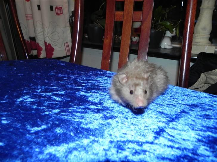Hamster Malthes Numa Pompilius billede 2