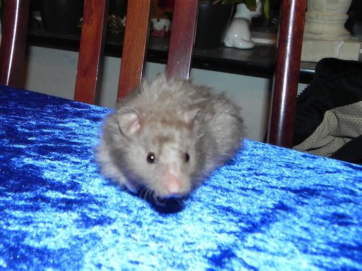 Hamster Malthes Numa Pompilius billede 3