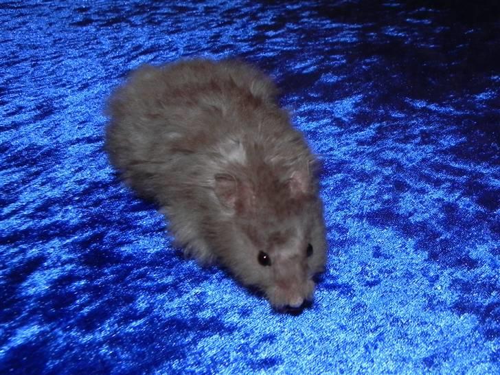 Hamster Malthes Numa Pompilius billede 4