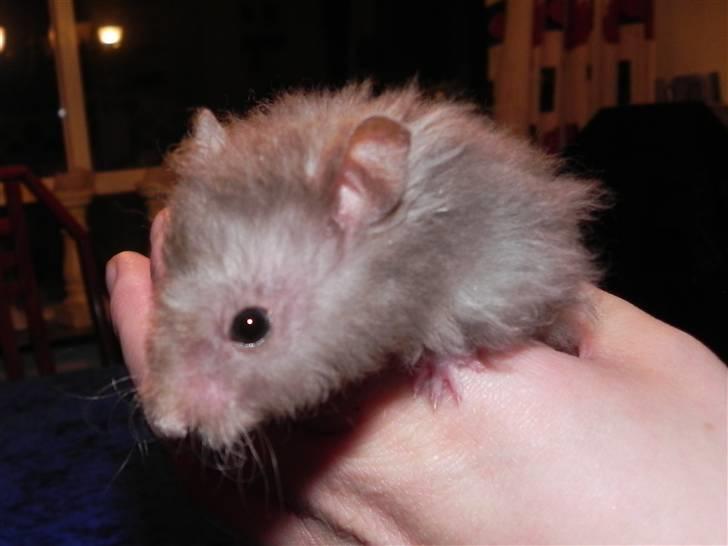 Hamster Malthes Numa Pompilius billede 5