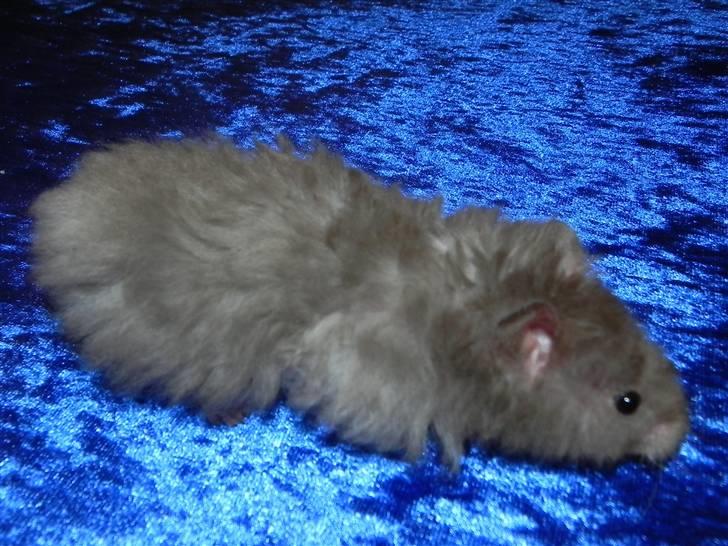Hamster Malthes Numa Pompilius billede 6