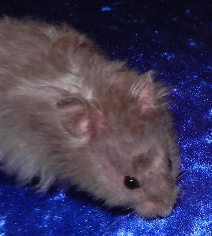Hamster Malthes Numa Pompilius billede 7