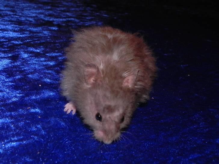 Hamster Malthes Numa Pompilius billede 8