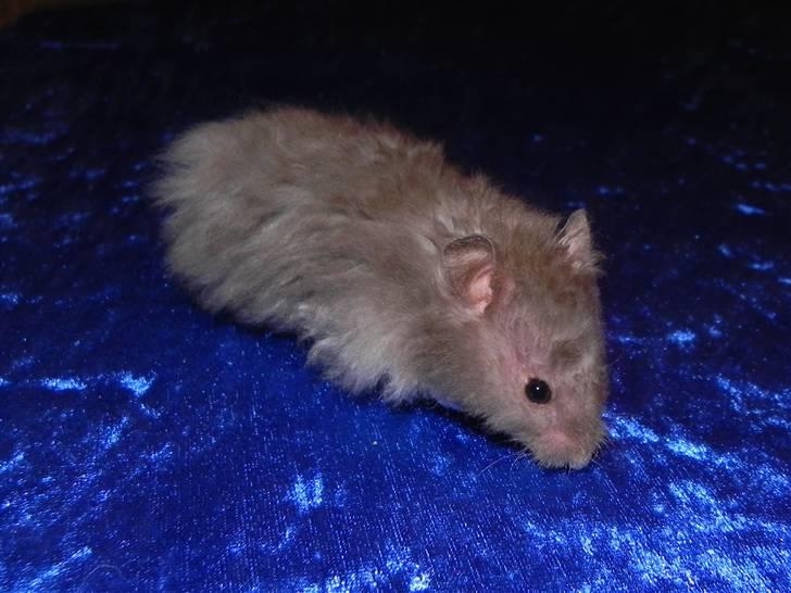 Hamster Malthes Numa Pompilius billede 9