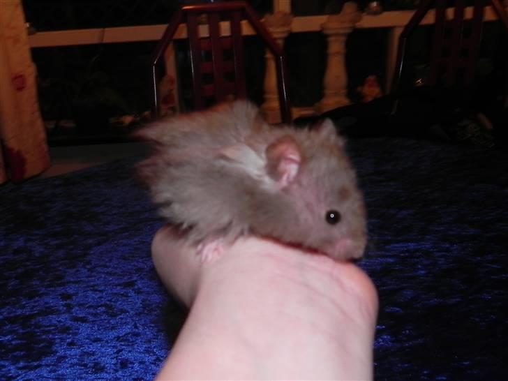 Hamster Malthes Numa Pompilius billede 10