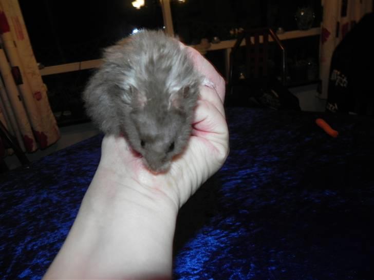 Hamster Malthes Numa Pompilius billede 11
