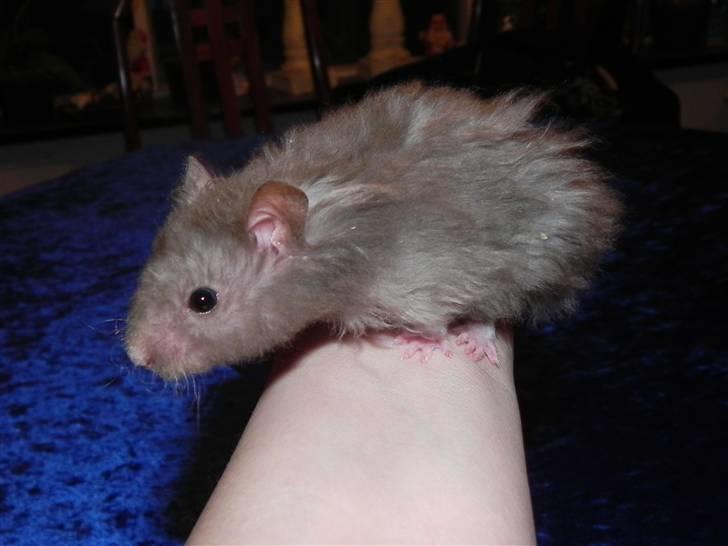 Hamster Malthes Numa Pompilius billede 12