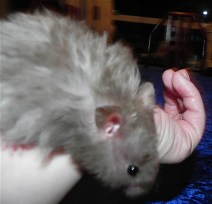 Hamster Malthes Numa Pompilius billede 13