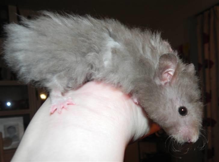 Hamster Malthes Numa Pompilius billede 14