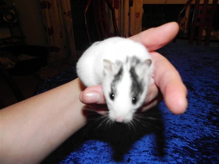 Hamster Loulou billede 1