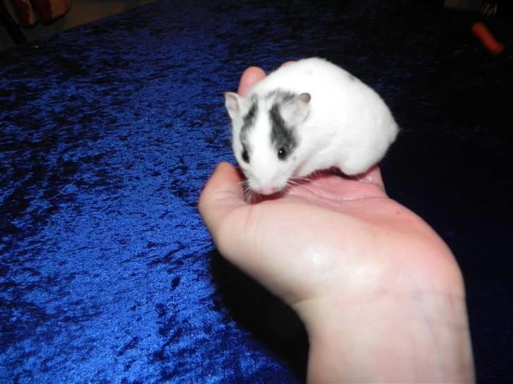 Hamster Loulou billede 2