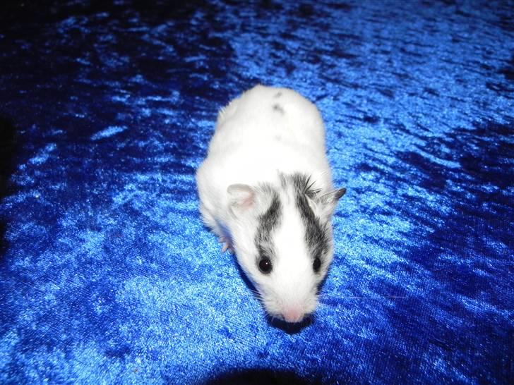 Hamster Loulou billede 3