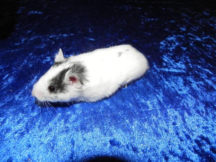 Hamster Loulou billede 4