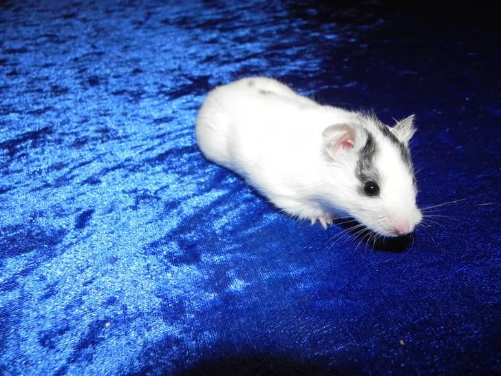 Hamster Loulou billede 5