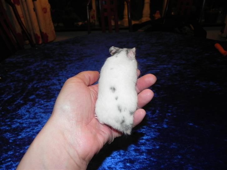 Hamster Loulou billede 6