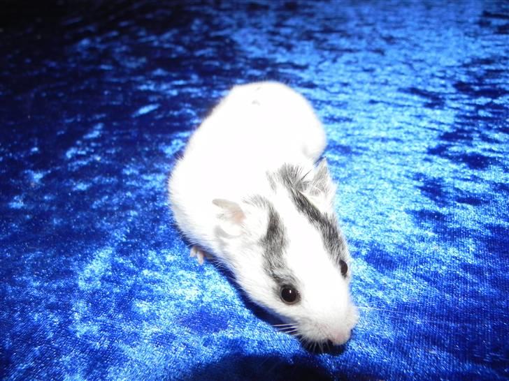 Hamster Loulou billede 7