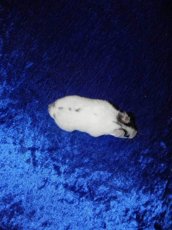 Hamster Loulou billede 8