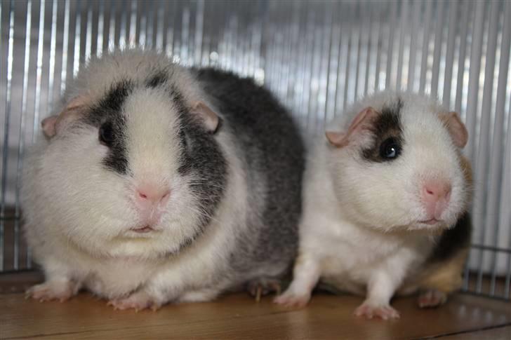 Marsvin Tré Colour aka Mus :D MIN - Baby&Mor :-) billede 6