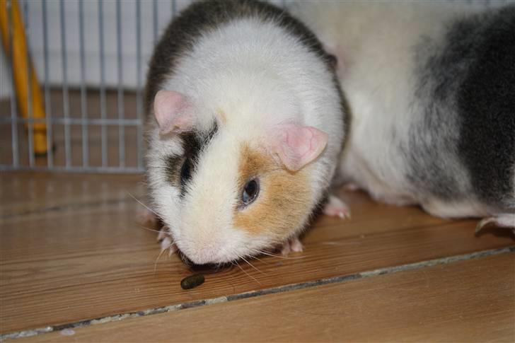 Marsvin Tré Colour aka Mus :D MIN - Mus syntes hendes lort var spændene.. billede 7