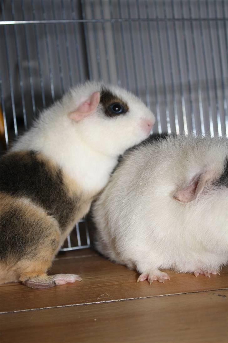 Marsvin Tré Colour aka Mus :D MIN billede 8