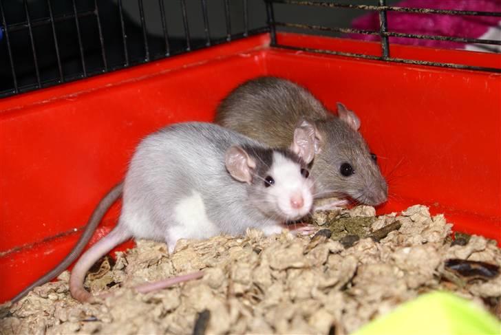 Tamrotte West Coast Chanel <3 - Velkommen til Chanel´s profil <3 billede 1