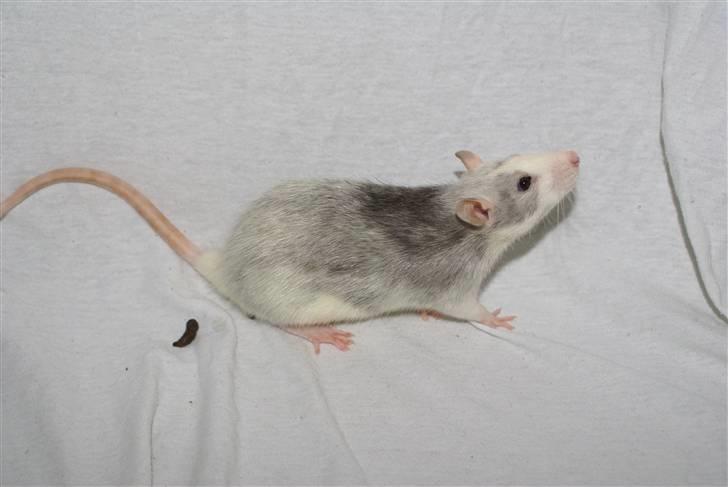 Tamrotte West Coast Chanel <3 - NYT billede 2