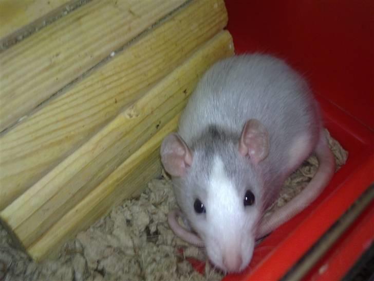 Tamrotte West Coast Chanel <3 billede 3