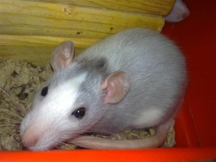 Tamrotte West Coast Chanel <3 billede 4