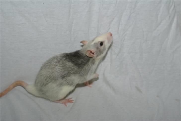 Tamrotte West Coast Chanel <3 - NYT billede 5