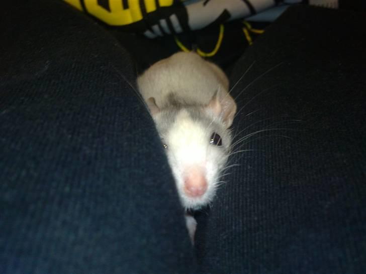 Tamrotte West Coast Chanel <3 - Jeg er en farlig tiger mis!! :p billede 6