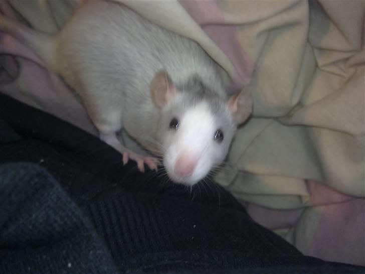 Tamrotte West Coast Chanel <3 billede 7