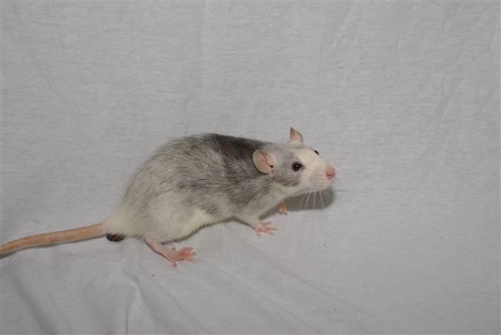 Tamrotte West Coast Chanel <3 - NYT billede 8