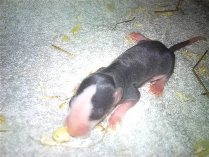 Tamrotte West Coast Chanel <3 - Mig som lille baby <3 billede 9