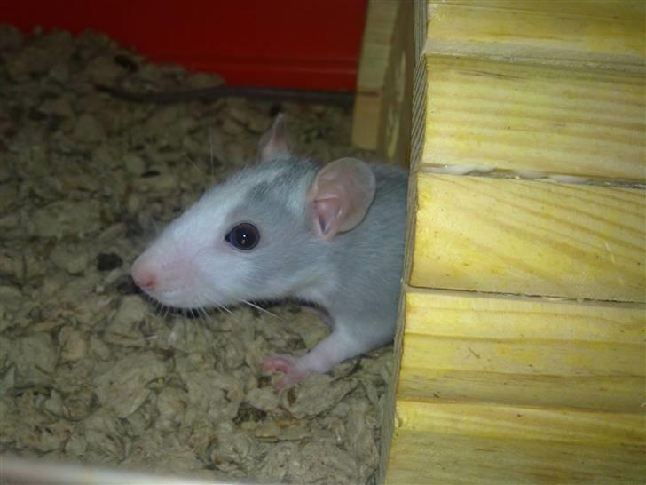 Tamrotte West Coast Chanel <3 billede 10