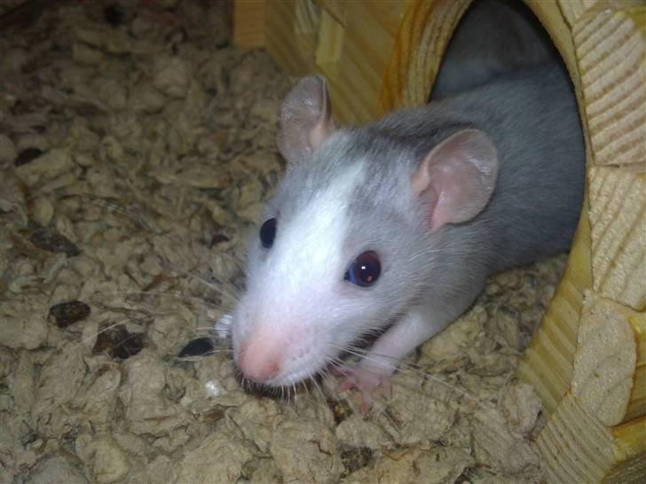 Tamrotte West Coast Chanel <3 billede 11