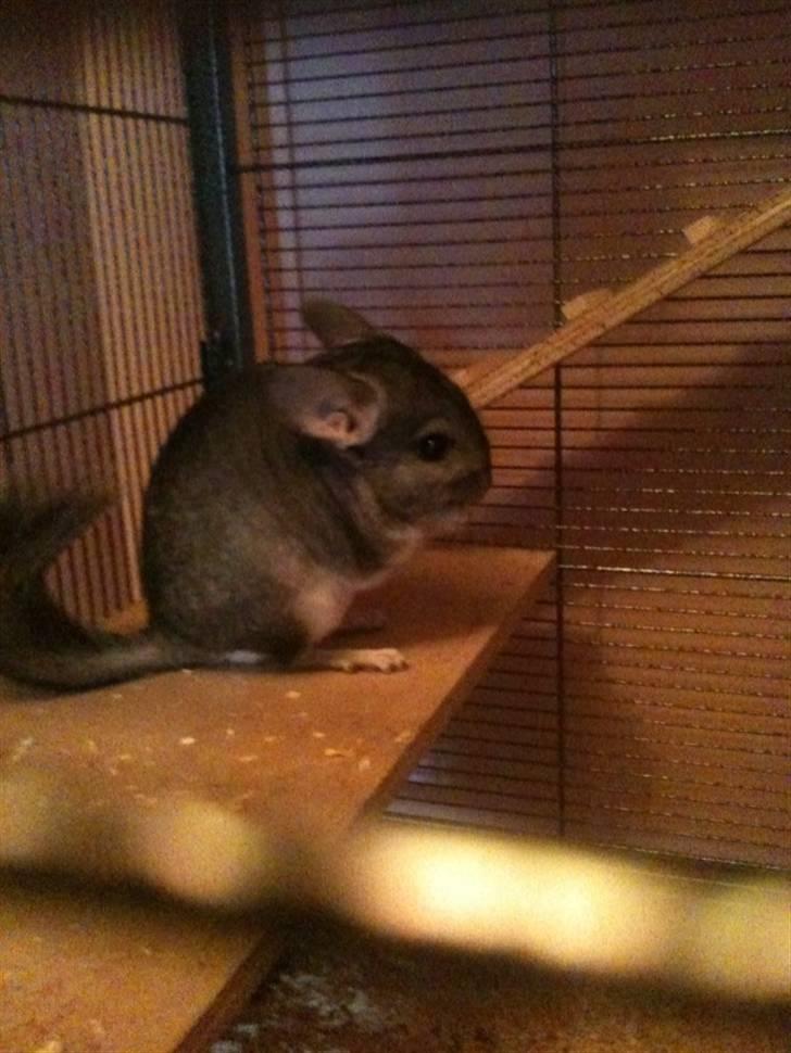 Chinchilla Simba billede 1
