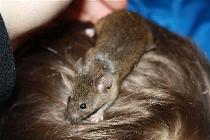 Mus Othello billede 1