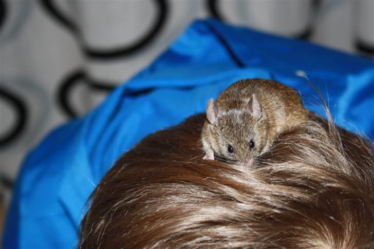 Mus Othello billede 2