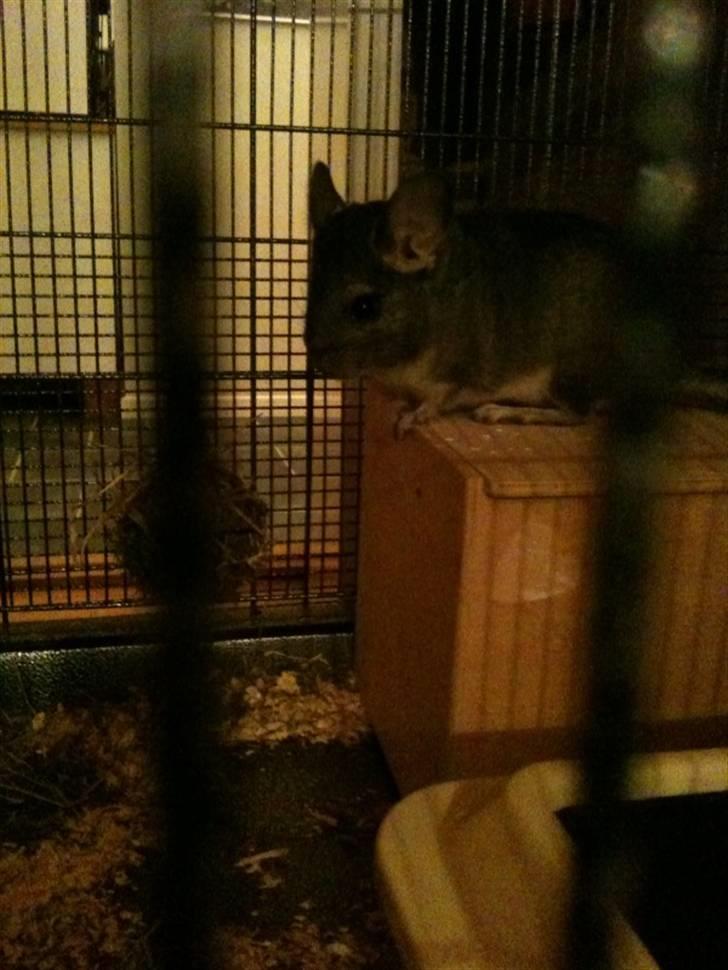 Chinchilla Simba billede 2