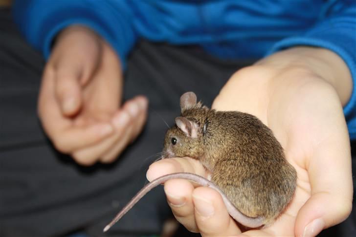 Mus Othello billede 3